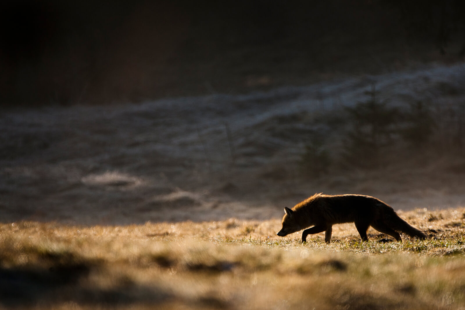 Petit Bivouac, marque engagée pour la protection de la nature et de la faune sauvage